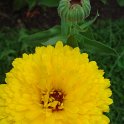 Calendula officinalis 'Pacific Lemon Giant' fleur